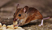Find Exterminators in Madera County